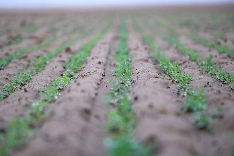 沙漠牧草 治沙护绿添新景开元棋牌app新疆和田:(图1) 沙漠牧草 治沙护绿添新景开元棋牌app新疆和田:(图1)