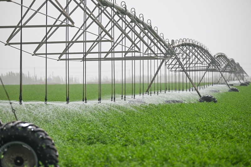 沙漠牧草 治沙护绿添新景开元棋牌app新疆和田:(图3) 沙漠牧草 治沙护绿添新景开元棋牌app新疆和田:(图3)