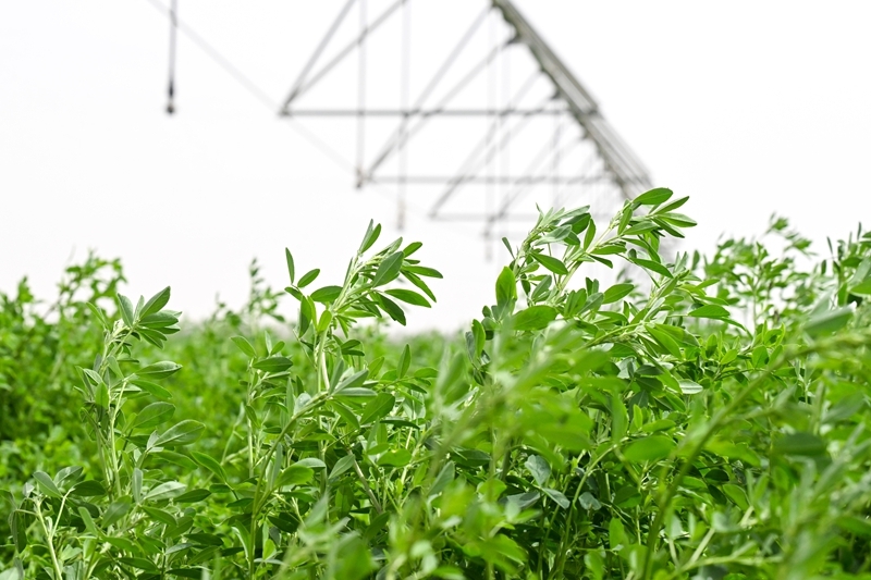 沙漠牧草 治沙护绿添新景开元棋牌app新疆和田：(图4)